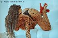 Foto Alessandra Fogaca Annunci Sexy Trans Benevento 3447995574 - 28