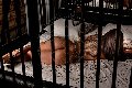Foto Bruna Xxl Annunci Sexy Trans Parma 3295914684 - 48